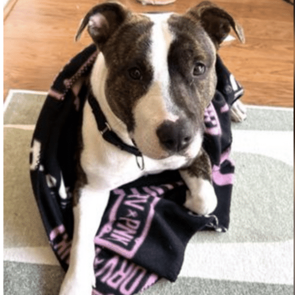 TJj is a brown and white mixed breed, He;s 4 yrs old and medium sized at 52 lbs.